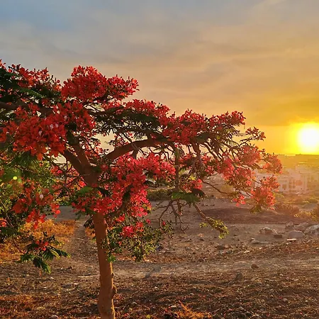 Paula Pool Adeje Daire