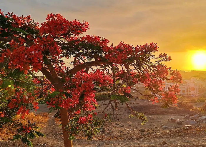 Paula Pool Adeje Διαμέρισμα